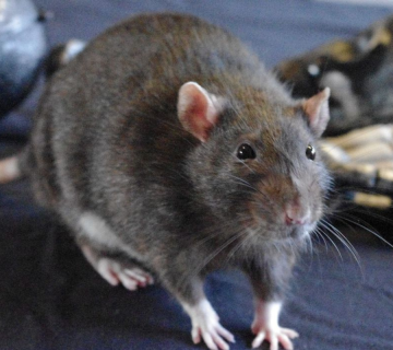 شركة مكافحة الفئران في العين